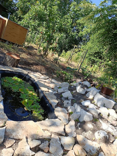 Tavacska a kert lakóinak